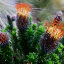 Flowers with orange spikes